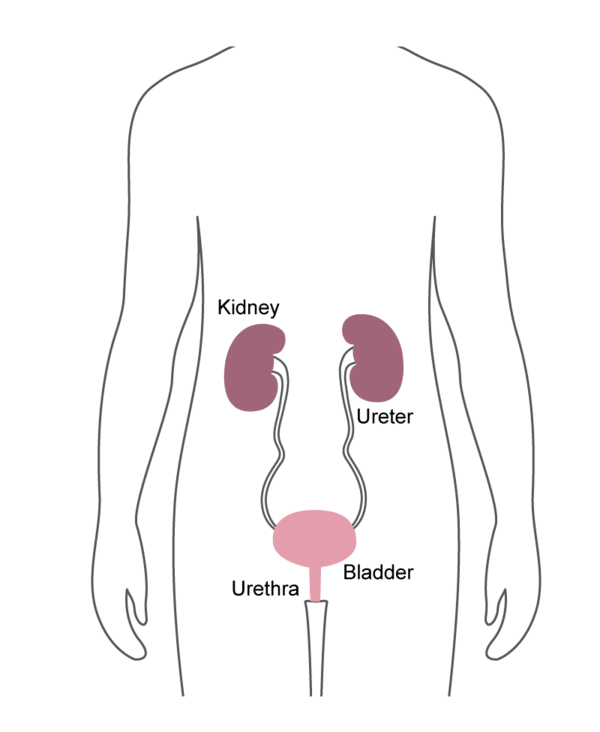Cystoscopes, ureteroscopes and cystourethroscopes are the urology endoscopes highlighted by the FDA letter to health care providers