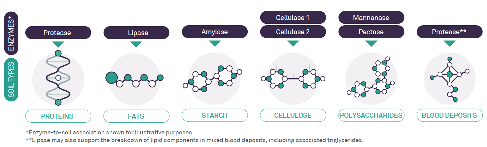 Cidezym6Plus - Enzymes and soils