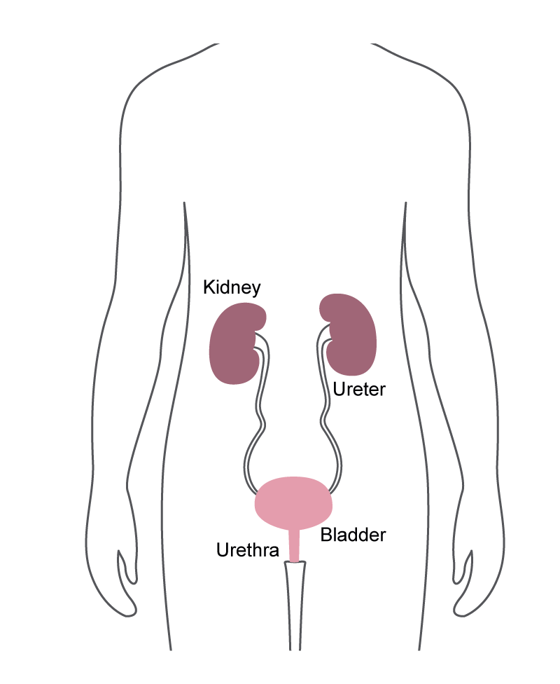 Cystoscopes, ureteroscopes and cystourethroscopes are the urology endoscopes highlighted by the FDA letter to health care providers